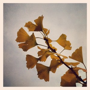 Ginkgo biloba