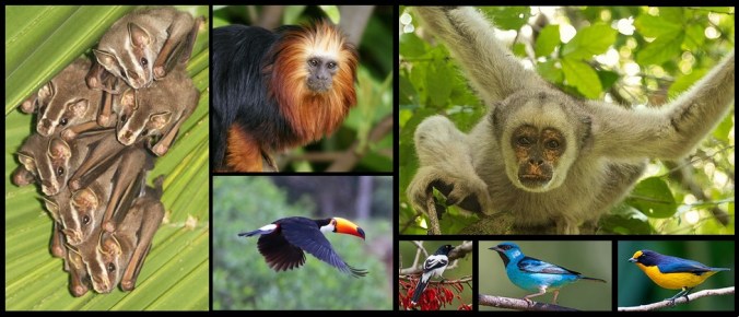 AtlanticForestFig-Eaters