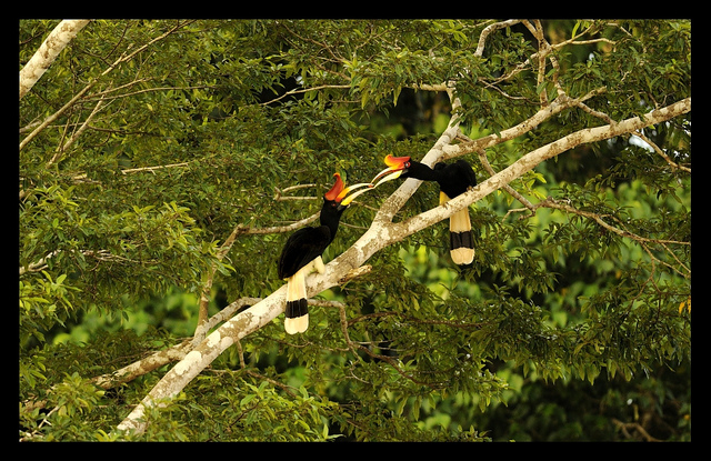 Rhinoceros hornbills eating ripe figs
