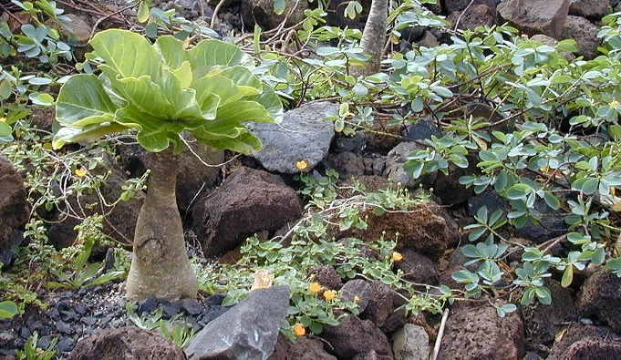 Brighamia insignis - vulcan palm