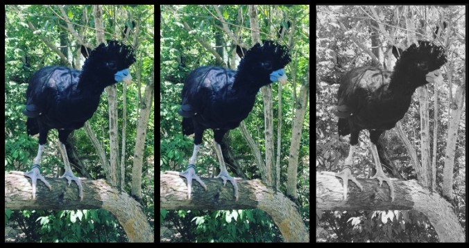 Blue-billed Curassow (Crax alberti) in Colombia's Aviario Nacional (national aviary) - Photo by Mike Shanahan