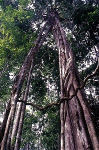 Strangler fig (Ficus kerkhovenii). Lambir Hills National Park, Sarawak