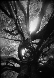Inside a strangler fig (Ficus kerkhovenii). Lambir Hills National Park, Sarawak