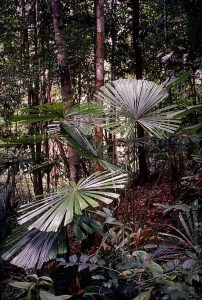 Licuala fan palms. Lambir Hills National Park, Sarawak