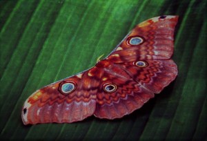 Giant moth in Lambir Hills National Park, Sarawak