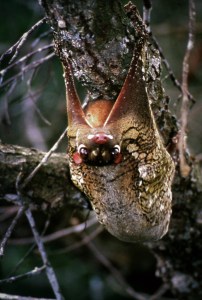 Colugo (flying lemur) in Lambir Hills National Park, Sarawak