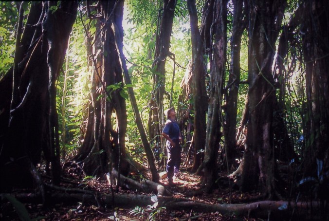 Biologist Rhett Harrison surrounded by many aerial roots of a single strangler fig (Ficus virens) on Long Island, Papua New Guinea. Credit: Mike Shanahan