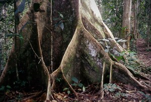 Buttress roots in Lambir Hills National Park, Sarawak