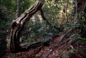 Lambir Hills National Park, Sarawak
