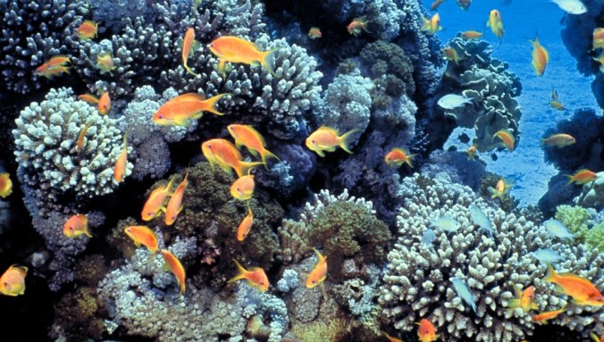 Gulf_of_Eilat_(Red_Sea)_coral_reefs