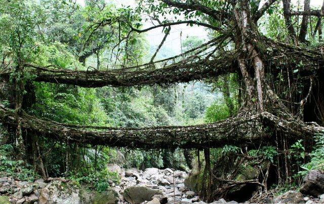 In Cherrapunji, India, locals mold the roots of the fig species Ficus elastica tree into living bridges. Credit: 2il.org Flickr (CC BY 2.0)