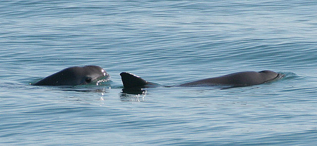 Vaquita6_Olson_NOAA