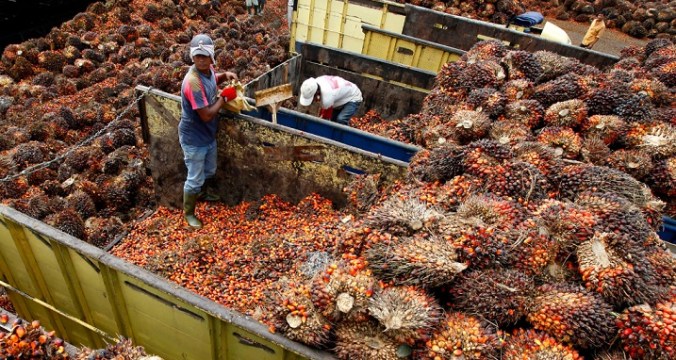 Oil-palm-fruit-gathered-for-processing-Indonesia