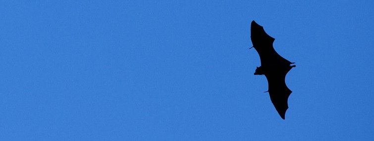 Fruit bat in flight