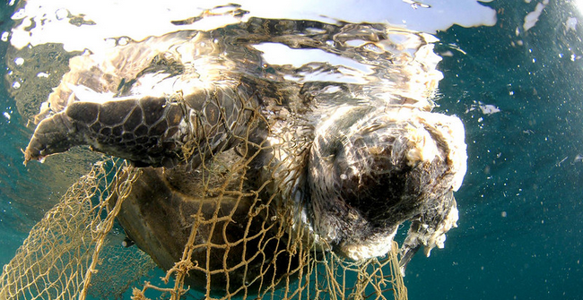 Sea turtle drowned in fishing net